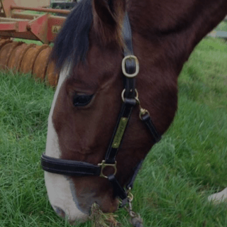 Bolsterstone Bespoke Bridles - by Jess Clancy