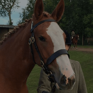 Bolsterstone Bespoke Bridles - by Jess Clancy