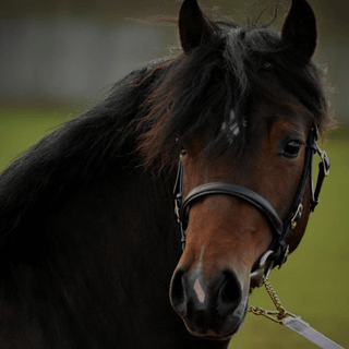 Bolsterstone Bespoke Bridles - by Jess Clancy