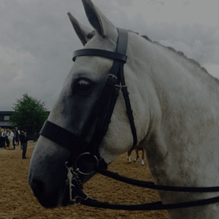 Bolsterstone Bespoke Bridles - by Jess Clancy