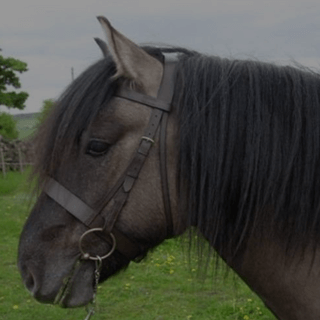 Bolsterstone Bespoke Bridles - by Jess Clancy