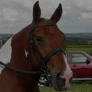 Bolsterstone Bespoke Bridles - by Jess Clancy